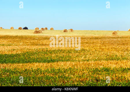 Stroh stapeln liegen auf dem Boden bei der Ernte von Getreide. blue sky. Geerntete Fruchtart, für einen Teil des Feldes. Grünes Gras, Unkraut in der foregroun Stockfoto