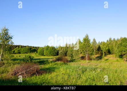 Wachsende junge Wald. Landschaft im Sommer. Über den Bäumen ein blauer Himmel. Auf dem Gras liegen Trocken gelb Äste und Stämme von Geschlagenem junge Bäume, Stac Stockfoto