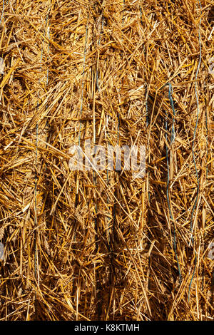 Die blauen String mit Stroh nach der Ernte von Weizen Nahaufnahme gebunden Stockfoto