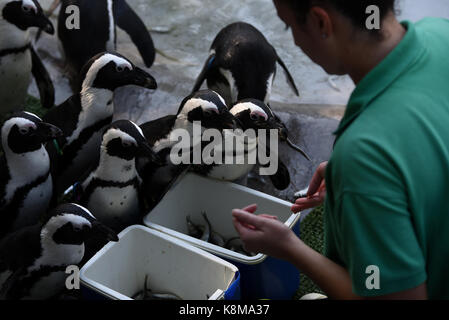 Madrid, Spanien. 19 Sep, 2017. Afrikanische Pinguine anstehen in Zoo Madrid zu essen. Credit: Jorge Sanz/Pacific Press/Alamy leben Nachrichten Stockfoto