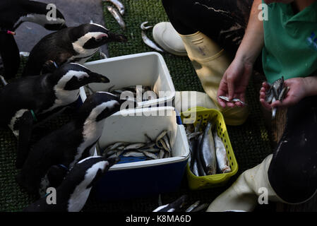 Madrid, Spanien. 19 Sep, 2017. Afrikanische Pinguine anstehen in Zoo Madrid zu essen. Credit: Jorge Sanz/Pacific Press/Alamy leben Nachrichten Stockfoto