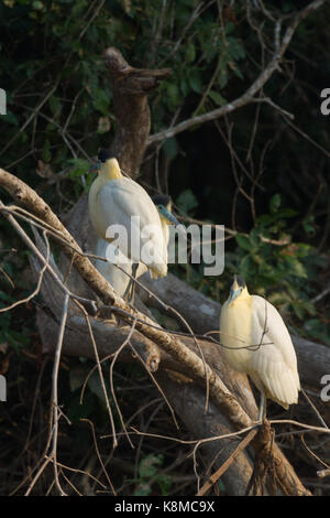 Bedeckte heron Stockfoto