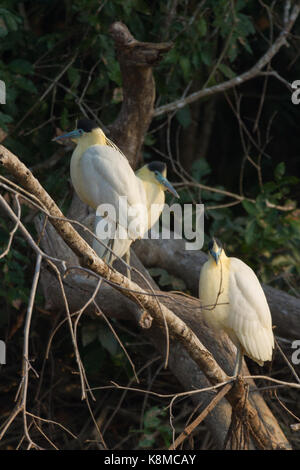 Bedeckte heron Stockfoto