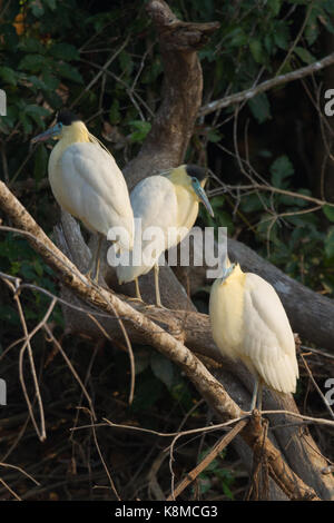 Bedeckte heron Stockfoto