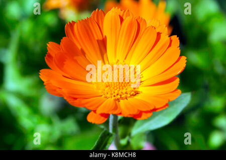 Eine Blume von orange Ringelblume in der Medizin verwendet. Close-up, ein wenig Tiefenschärfe. Gras im Hintergrund Stockfoto