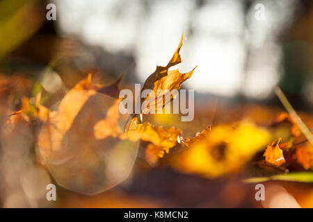 Gelb, orange Laub von Ahorn während Blätter fallen. Schließen Foto genommen - bis in den Herbst Stockfoto