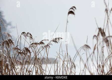 Mit trockenem Gras im Winter des Jahres bedeckt. Schneefall und fallenden Schnee wird als Punkt und Streifen gesehen. Kleine Schärfentiefe Stockfoto