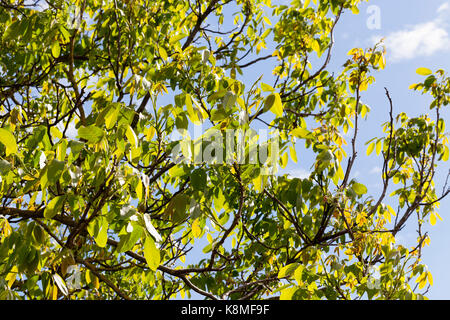 Grüne Laub der Walnuss vor blauem Himmel. Foto close-up von einem Baum im Frühling. Sonne scheint durch Nussbaum Blätter Stockfoto