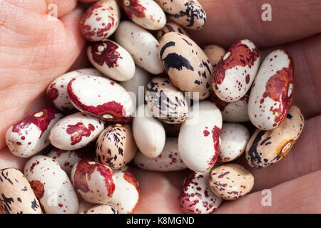 Farbige Bohnen in der Hand während der Ernte aussäen. Foto close-up. Weiße Bohnen mit Flecken von dunklen und roten Farben Stockfoto