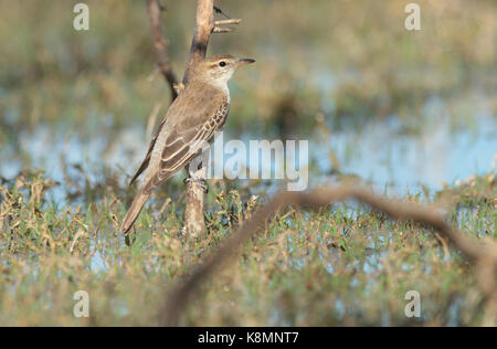 White-winged Triller, Lalage Tricolour, thront auf einem Zweig am Rand einer Lagune im Outback westlichen Queensland Stockfoto