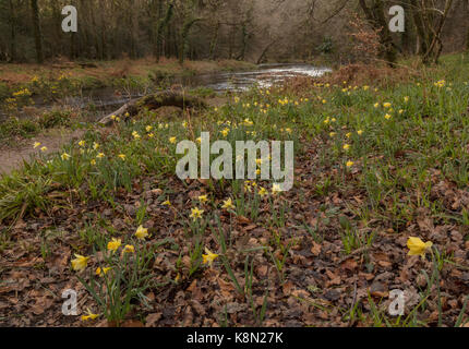 Wilde Narzissen, Narcissus pseudonarcissus im Frühjahr in der Dart Valley, Dartmoor, Devon Stockfoto