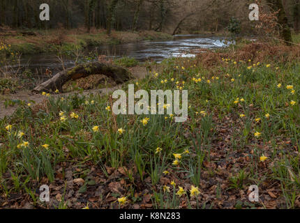 Wilde Narzissen, Narcissus pseudonarcissus im Frühjahr in der Dart Valley, Dartmoor, Devon Stockfoto