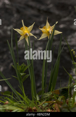 Wilde Narzissen, Narcissus pseudonarcissus im Frühjahr in der Teign Valley, Dartmoor, Devon Stockfoto