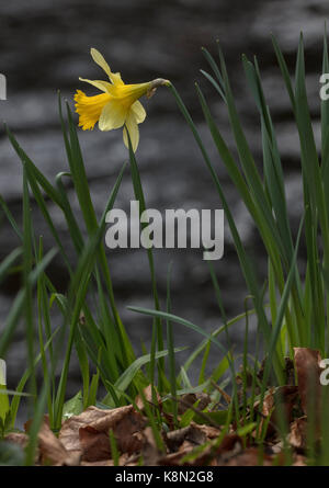 Wilde Narzissen, Narcissus pseudonarcissus im Frühjahr in der Teign Valley, Dartmoor, Devon Stockfoto