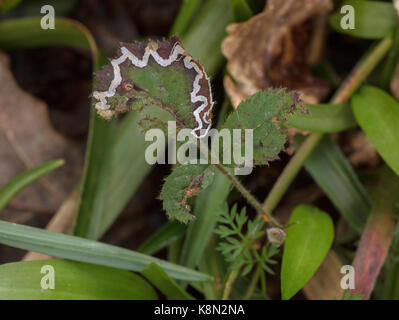 Blatt Mine des micromoth, Stigmella aurella auf Blatt von Bramble. Devon Stockfoto