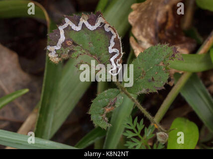 Blatt Mine des micromoth, Stigmella aurella auf Blatt von Bramble. Devon Stockfoto