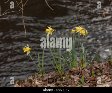 Wilde Narzissen, Narcissus pseudonarcissus im Frühjahr in der Teign Valley, Dartmoor, Devon Stockfoto