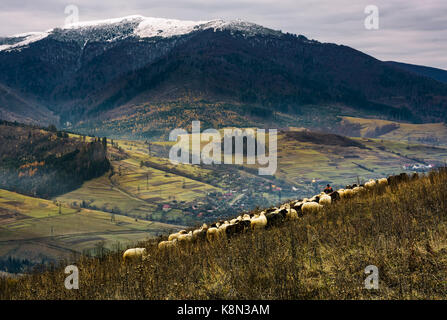 Herde Schafe an einem Hang in ländlicher Umgebung. Schöne bergige Landschaft mit schneebedeckten Gipfel im späten Herbst Stockfoto