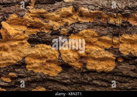 Haarige Vorhang Kruste, Stereum hirsutum, - ein Pilz auf der Rinde der Eiche. Devon Stockfoto