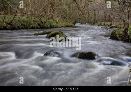 Fluss Teign im Frühjahr, unter Castle Drogo, Dartmoor, Devon Stockfoto