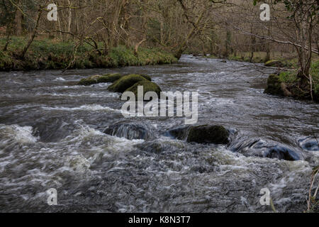 Fluss Teign im Frühjahr, unter Castle Drogo, Dartmoor, Devon Stockfoto