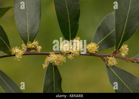 Süße Bay, Laurus nobilis, in Blüte im Frühjahr. Gemeinsame kulinarische Gewürz. Stockfoto