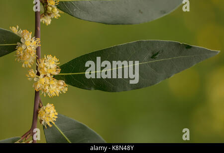 Süße Bay, Laurus nobilis, in Blüte im Frühjahr. Gemeinsame kulinarische Gewürz. Stockfoto