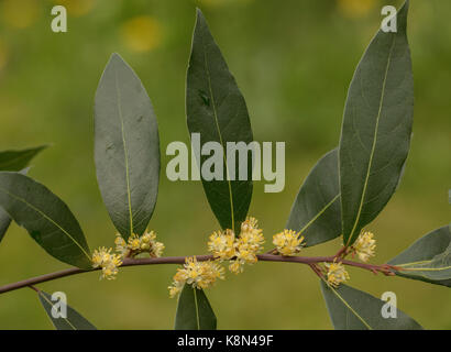 Süße Bay, Laurus nobilis, in Blüte im Frühjahr. Gemeinsame kulinarische Gewürz. Stockfoto