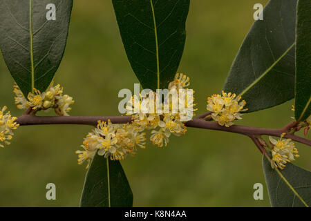 Süße Bay, Laurus nobilis, in Blüte im Frühjahr. Gemeinsame kulinarische Gewürz. Stockfoto