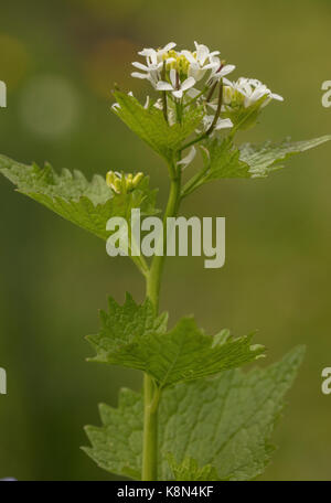Jack-by-the-Absicherung oder Knoblauch Senf, Alliaria petiolata, in Blüte im Frühjahr.
