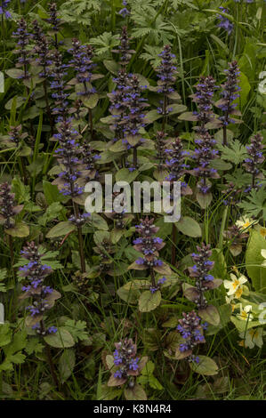 Gemeinsame bugle, Ajuga reptans, in Blüte im Frühjahr, Weide, Dorset. Stockfoto
