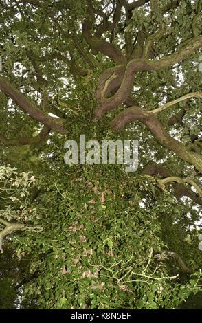Pedunculate oak - Quercus robur Stockfoto