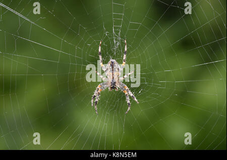 Garden Spider-Araneus diadematus im Web Stockfoto