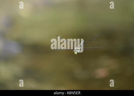 Aeshna cyanea Southern Hawker - Stockfoto