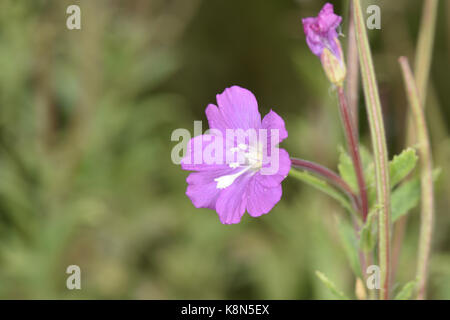 Großen Weidenröschen - Epilobium hirsutum Stockfoto