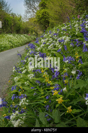 Schöne Blumen am Straßenrand Kante im Frühjahr, mit Glockenblumen, Bärlauch etc. in der Nähe von Powerstock, Dorset Stockfoto