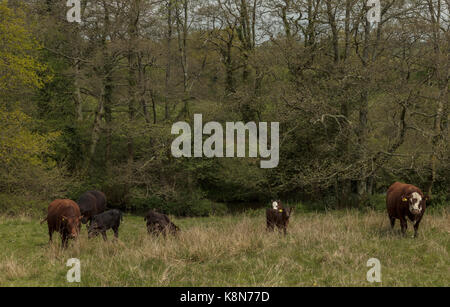 Shetland Rinder weiden Kingcombe Naturschutzgebiet, Dorset Stockfoto