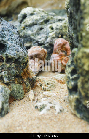 Eine Makroaufnahme der umliegenden Landschaft in der Strand Stockfoto