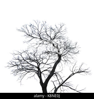 Silhouette toten Baum auf weißem Hintergrund für furchtsam oder Tod isoliert mit Freistellungspfaden. Stockfoto