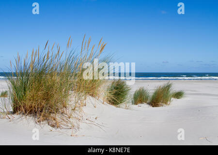 Marram Gras und Sand Couch, bilden die keimzelle einer Düne, die erste Stufe der Düne Entwicklung Stockfoto