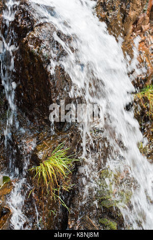 Stream unter den hohen Berg Wälder. Reines Wasser Stockfoto