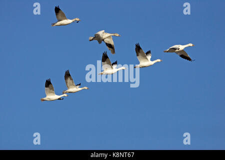 Schneegans Chen caerulescens Gruppe von sieben im Flug Bosque Del Apache National Wildlife Refuge in Arkansas USA Stockfoto