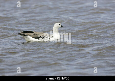 Upland goose Chloephaga picta Männchen Schwimmen im See Falkland Inseln Stockfoto