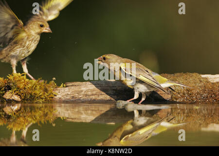 Europäische grünfink Carduelis chloris weiblichen Anzeigen agreession zu Jugendlichen neben Trinkwasser Pool in der Nähe von tiszaalpar Ungarn Stockfoto