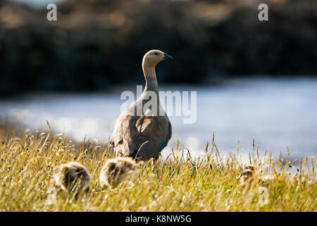 Bräunlich-headed goose Chloephaga rubidiceps Erwachsener und Gänschen Darwin Osten Falklandinseln Falkland Inseln Stockfoto