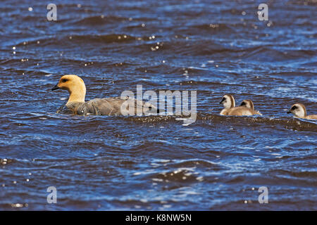 Bräunlich-headed goose Chloephaga rubidiceps Erwachsener und Gänschen Schwimmen von trostlosen Insel Falkland Inseln Stockfoto