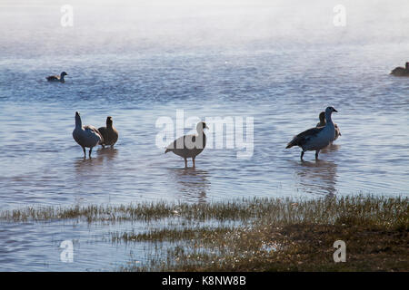 Upland goose Chloephaga picta Leucoptera am Großen Teich mit Nebel außerhalb trostlosen Insel Falkland Inseln November 2015 steigende Stockfoto