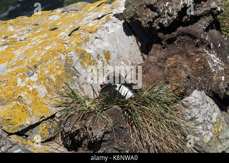 Kelp gans Chloephaga hybrida malvinarum Weibchen auf Nest in der Hitze Pebble Island Falkland Inseln Britisches Überseegebiet Dezember 2016 keuchend Stockfoto