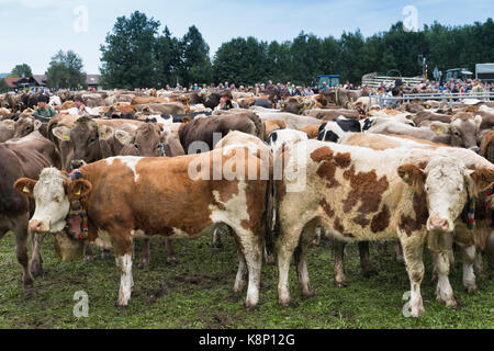 Alpenkühe in Pfronten, Allgau, Bawaria, Deutschland Stockfoto