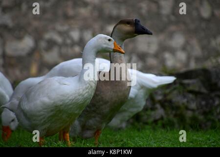 Weiße Hausgänse und Wildgans (Graugans) am Gardasee, italien, Anser anser auf einer Wiese, weiße und graue Federn, beobachten Tiere Stockfoto